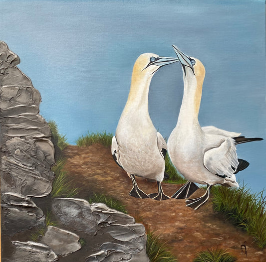 Love on the Edge - Northern Gannets