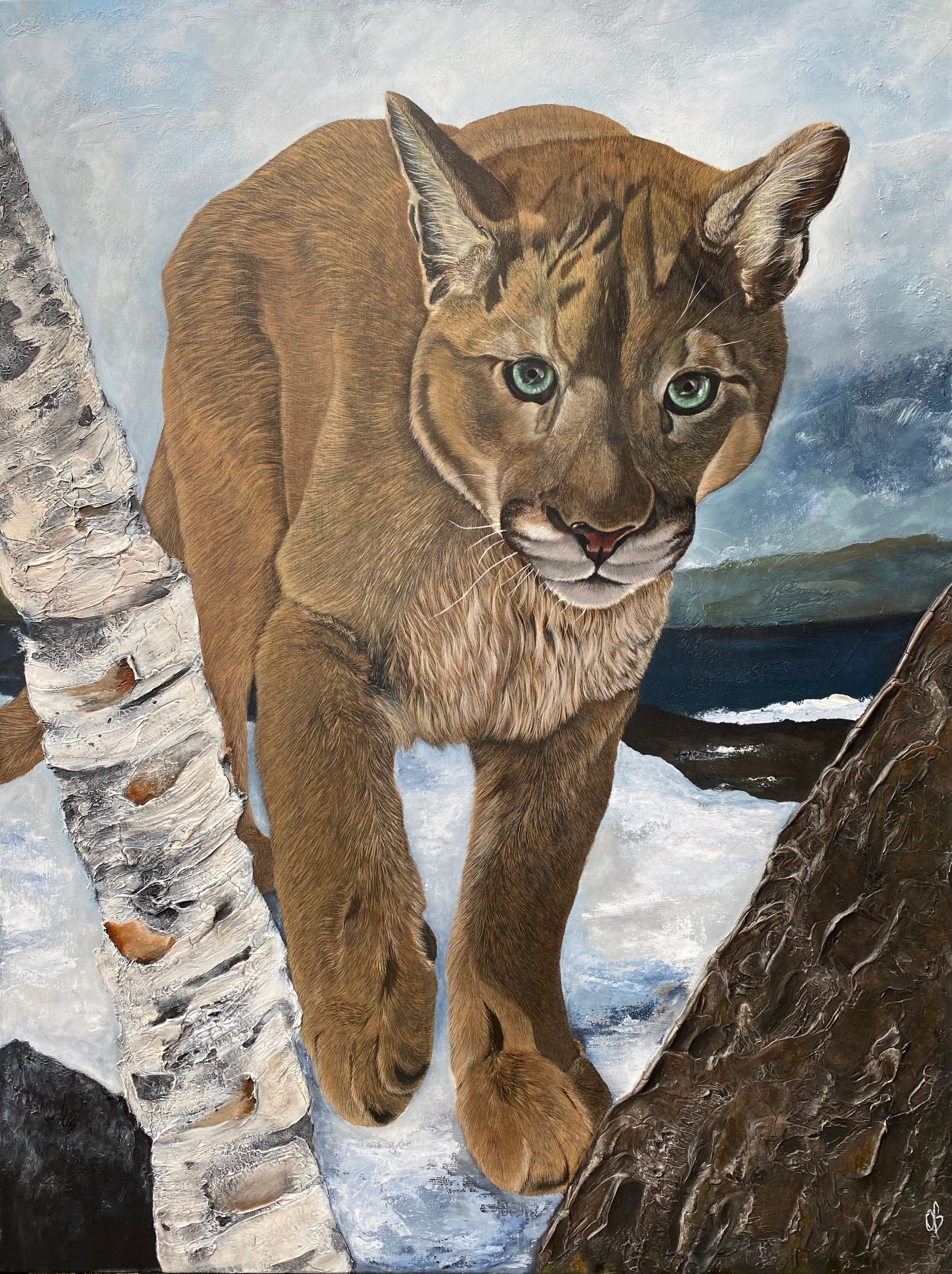 Mountain Lion Gaze